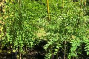 Styphnolobium japonicum, Pagoda tree