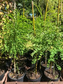 Styphnolobium japonicum, Pagoda tree