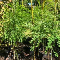 Styphnolobium japonicum, Pagoda tree