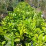 Laurel Hedging 50cm tall Image 2