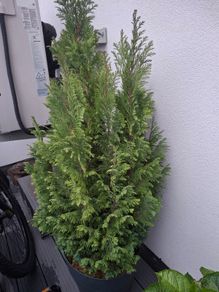 Plant