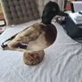 Vintage Taxidermy Mallard Duck Image 2