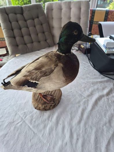 Vintage Taxidermy Mallard Duck