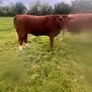 Breeding Heifers Image 7