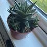 Haworthia Succulent Multiple Plants Image 5