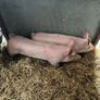 Pigs, weiner piglets Image 3