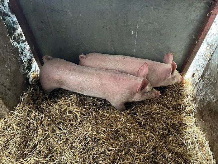 Pigs, weiner piglets