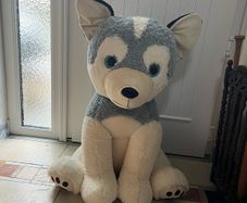 Giant husky teddy