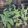 Foxglove Image 4