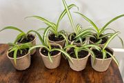 Mini spider plant cuttings props