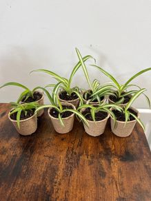 Mini spider plant cuttings props