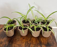 Mini spider plant cuttings props
