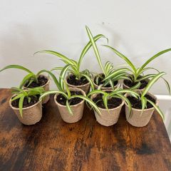 Mini spider plant cuttings props