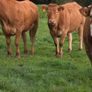 Springing heifers Image 9