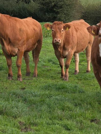Springing heifers