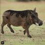 Schleich Warthog Animal Figure Image 6