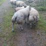 Purebred belted hogged rams Image 3