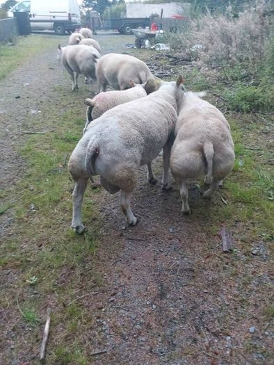 Purebred belted hogged rams