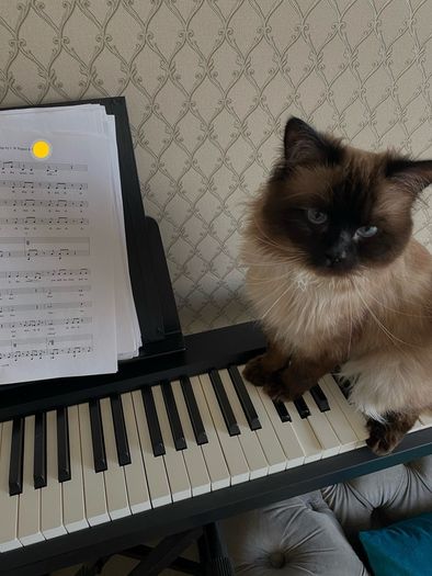 Cats for adoption