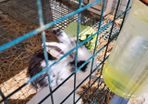 pet rabbit