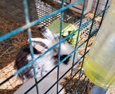 pet rabbit