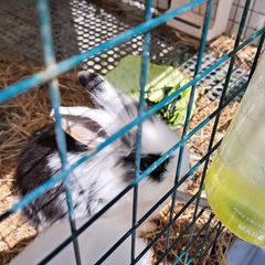 pet rabbit