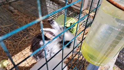 pet rabbit