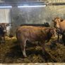 Organic Wealings Image 4