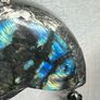 Soldered Flashy Labradorite Ammonite Fossil Amulet Talisman Belcher Chain Necklace Image 3