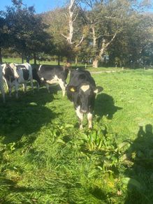 For sale pedigree in calf friesian heifers