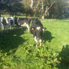 For sale pedigree in calf friesian heifers