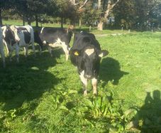 For sale pedigree in calf friesian heifers