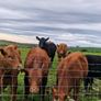 Stabiliser Heifers Image 2