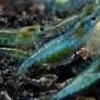blue jelly neocaridina shrimp, Frogbit  floater (big portion), Hydrocotyle tripartita, Ramshorn snail Image 9