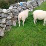 Galway sheep Image 5