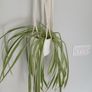 Macrame hanging and plant Image 3