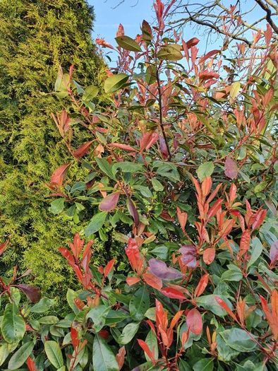 Red Robin Photinia Hedging