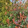 Red Robin Hedging two euro Image 4