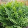 Soft landscaping services Image 2