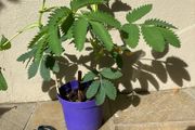 Melianthus Major