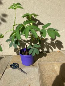 Melianthus Major
