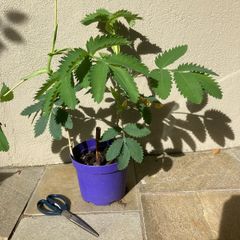 Melianthus Major