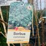 Japanese rowan tree job lot Image 3