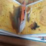 return of the jedi pop up book Image 4
