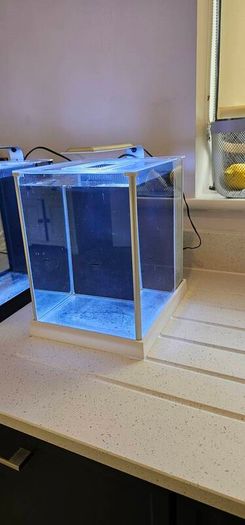 Fluval spec (White)