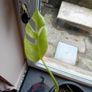 large monstera Minima with wicker pot Image 4