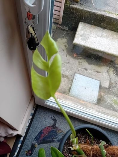 large monstera Minima with wicker pot