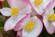 (B) Wax Begonia seeds Luchenes 15s (413010)