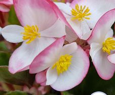 (B) Wax Begonia seeds Luchenes 15s (413010)