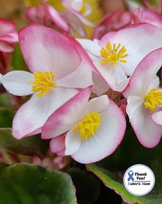 (B) Wax Begonia seeds Luchenes 15s (413010)